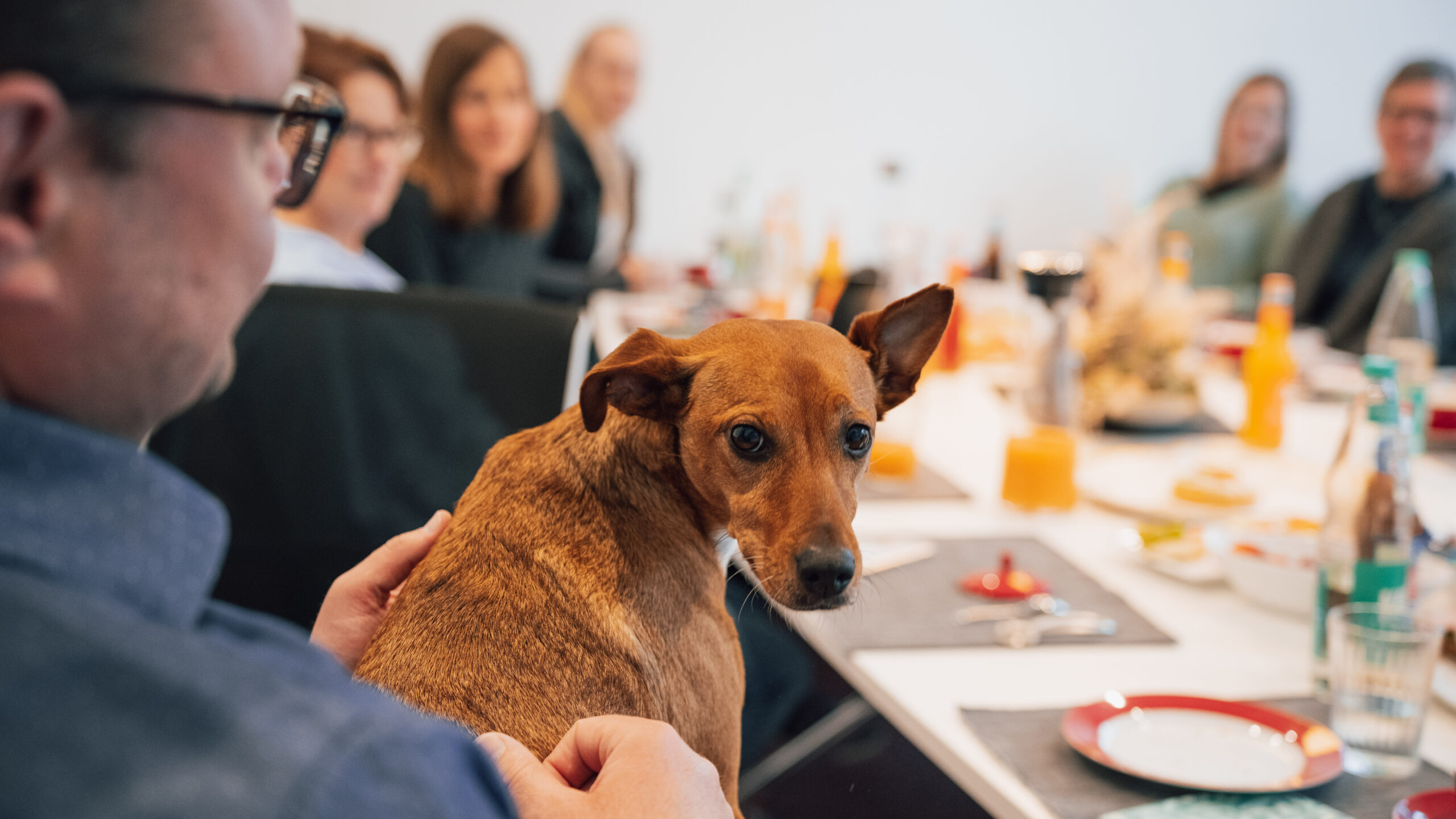Hund sitzt am Konferenztisch der Ahrens Steuerberatungsgesellschaft mbH in Hermannsburg – Teil eines offenen und menschlichen Arbeitsumfelds in der Steuerberatung.